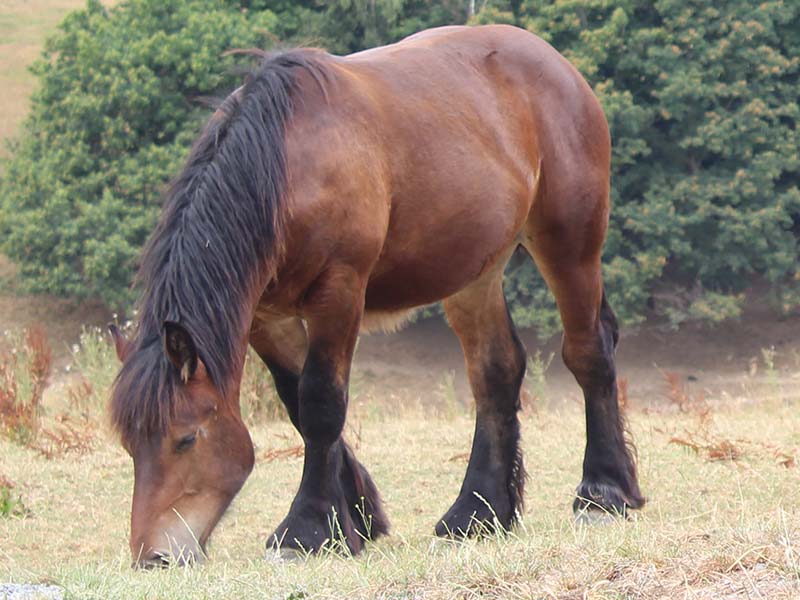 Caballo Belga 🐴 Una raza muy amigable con mucha empatía