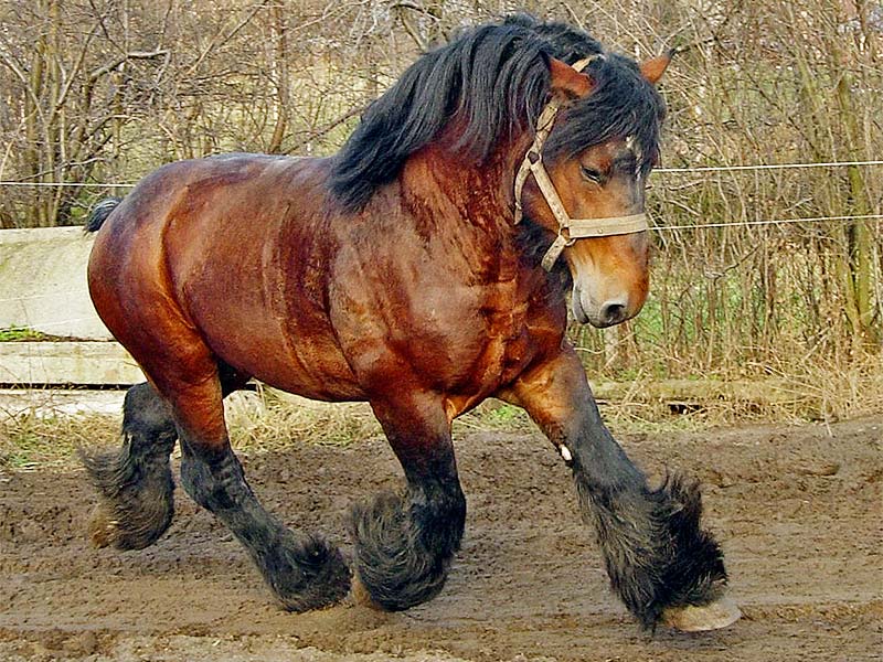 Caballo Belga 🐴 Una raza muy amigable con mucha empatía