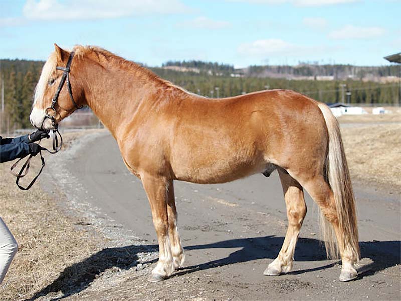 Caballo Gotland Y Características Paracaballos.com