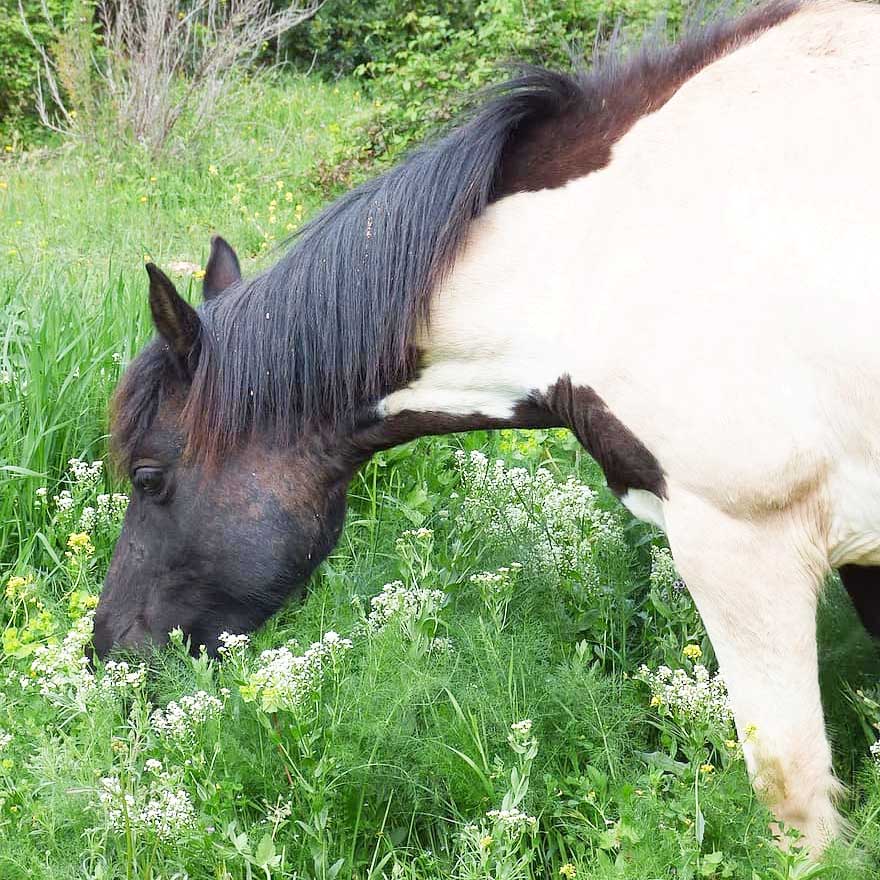 Dos caballos comen heno de la artesa en el país de la granja mascota carácter aislado sobre un fondo blanco.