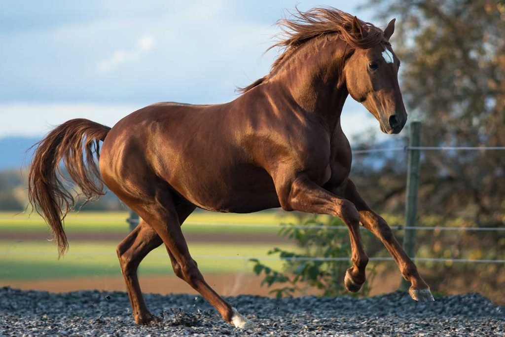 caballo barroco lusitano