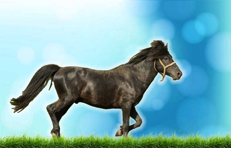 caballo bosnio