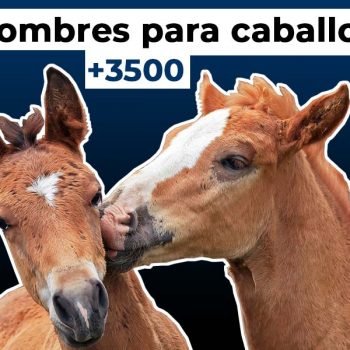 Paracaballos.com ★ | Portal Informativo Del Caballo