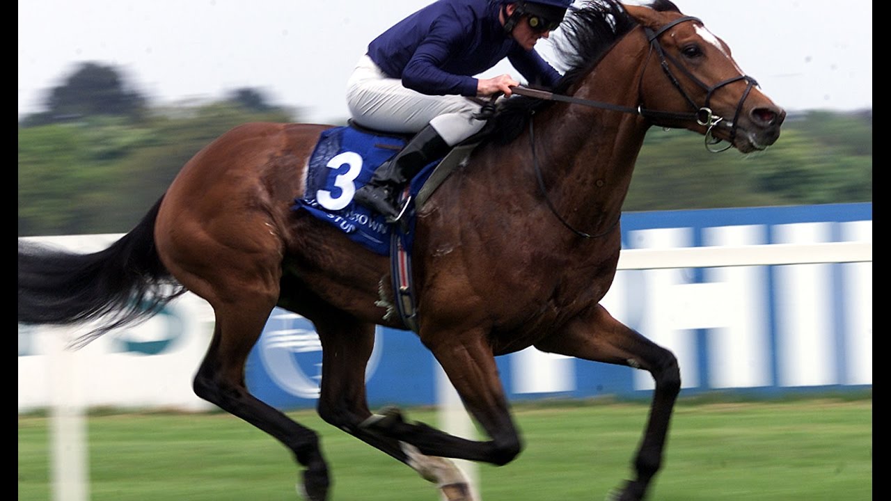 Los caballos más caros del mundo 🐴 Número 1 Galileo – $215 millones