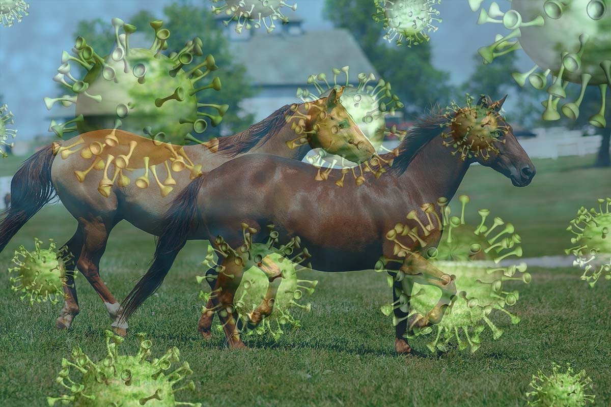 Corona-caballos