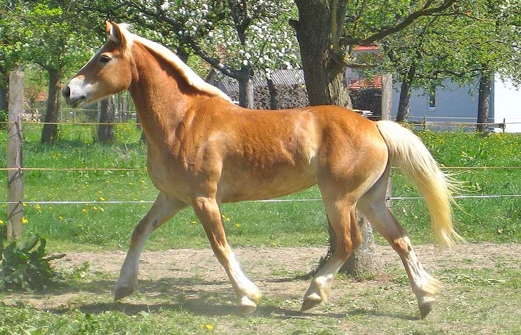 Edelbluthaflinger caballo Alemán