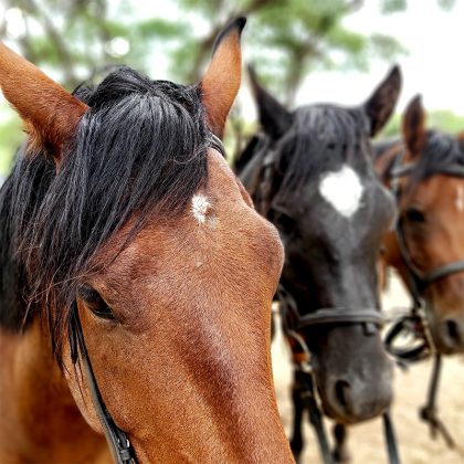 Óptima dosis Perú ☆ Paracaballos.com ☆ | La Mejor Tienda Hípica para tu caballos